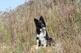 BORDER COLLIE 356